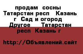 продам  сосны - Татарстан респ., Казань г. Сад и огород » Другое   . Татарстан респ.,Казань г.